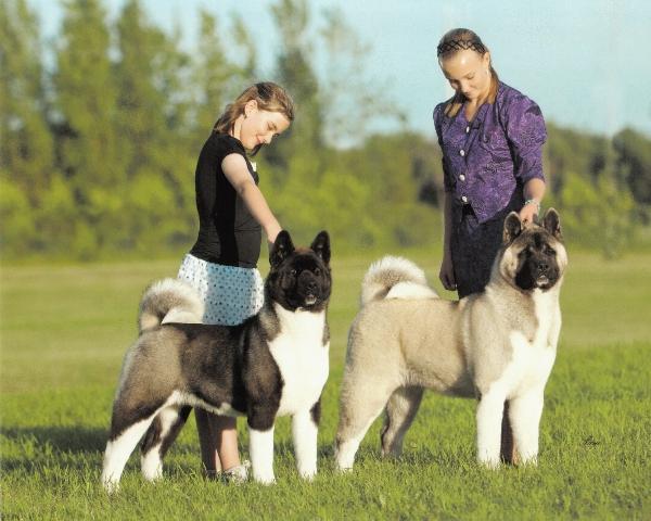 american akita breeder